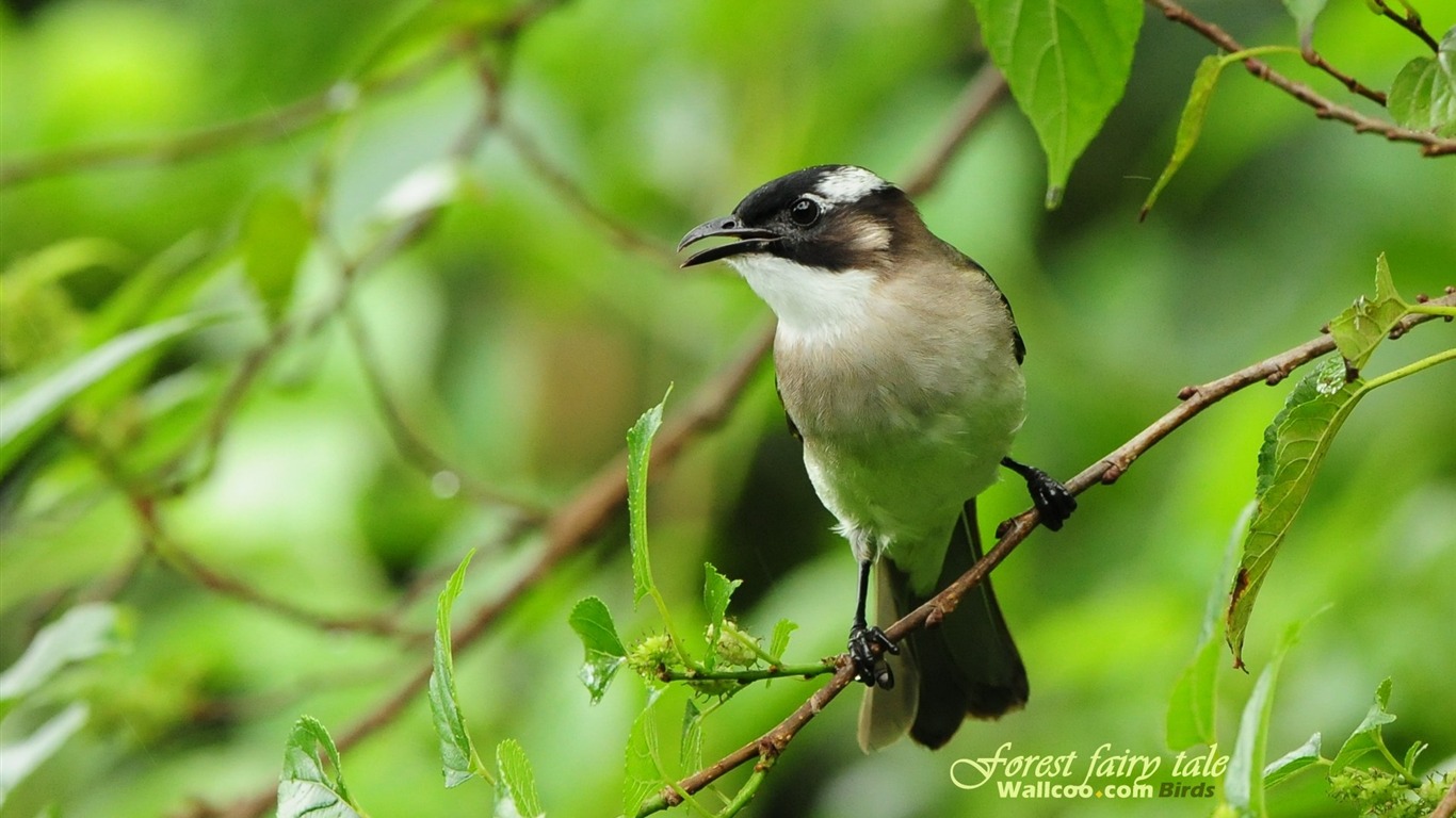 Lovely Frühjahr Vogel Tapete #10 - 1366x768