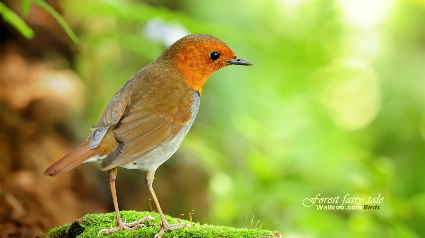 素敵な春の鳥の壁紙 #11 - 1366x768