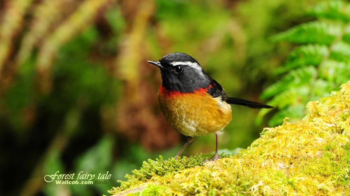 Lovely spring bird wallpaper #12 - 1366x768