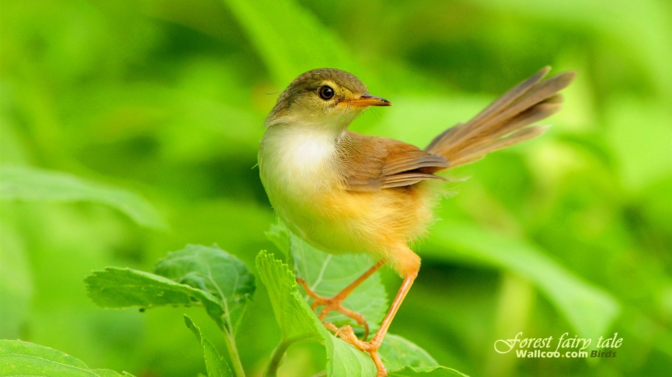 Lovely spring bird wallpaper #14 - 1366x768