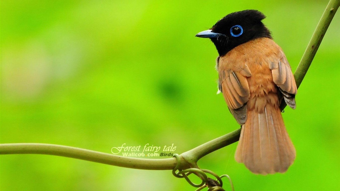 Lovely Frühjahr Vogel Tapete #15 - 1366x768