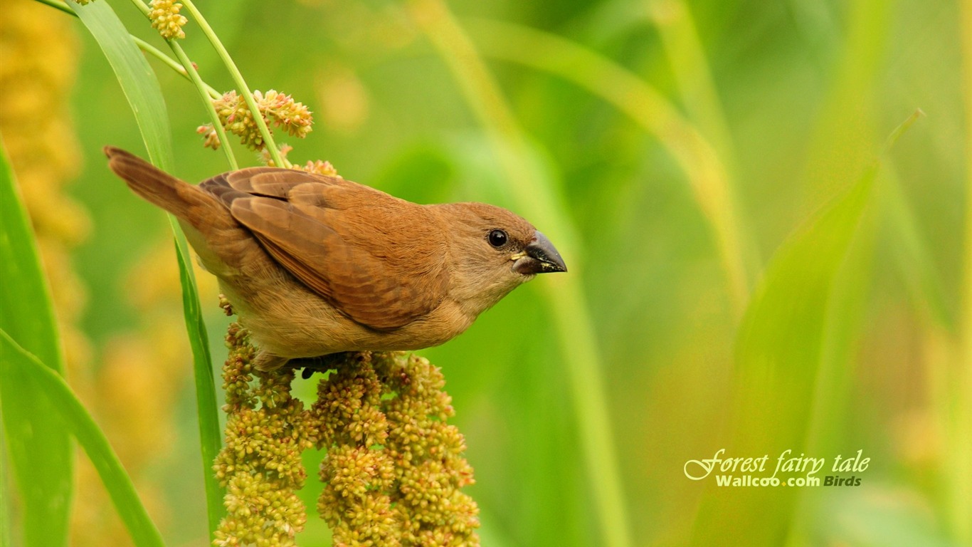 素敵な春の鳥の壁紙 #16 - 1366x768