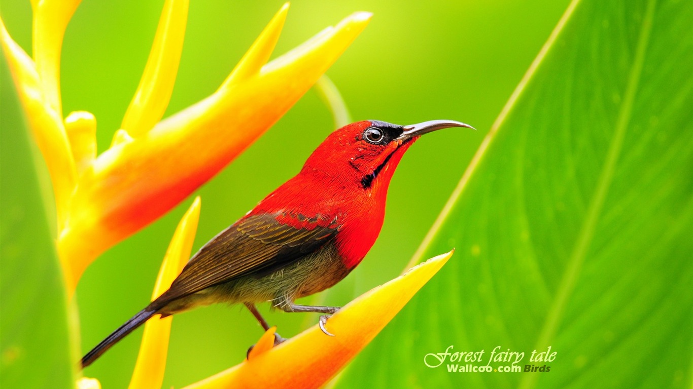 Lovely spring bird wallpaper #18 - 1366x768