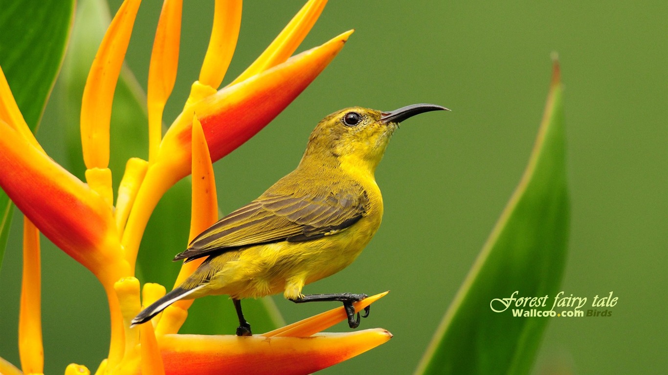 Lovely Frühjahr Vogel Tapete #19 - 1366x768