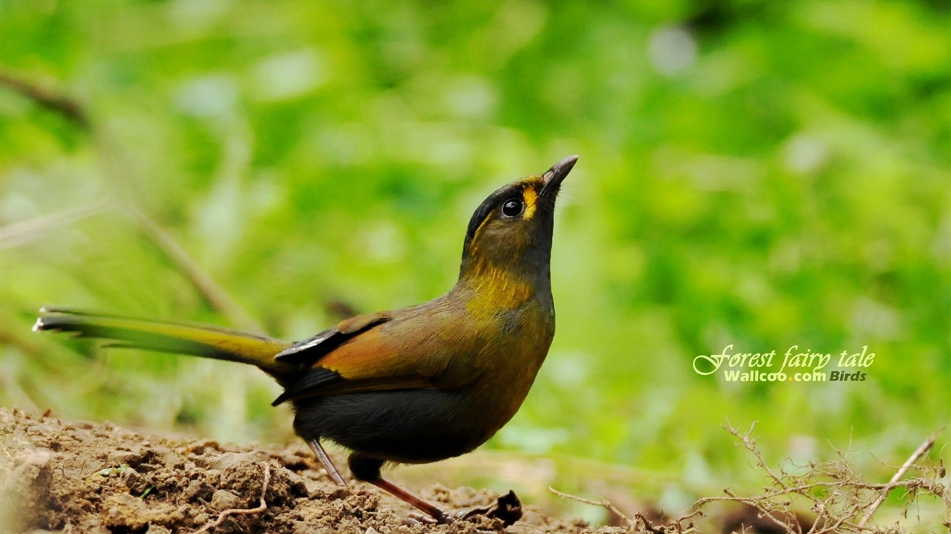 素敵な春の鳥の壁紙 #21 - 1366x768