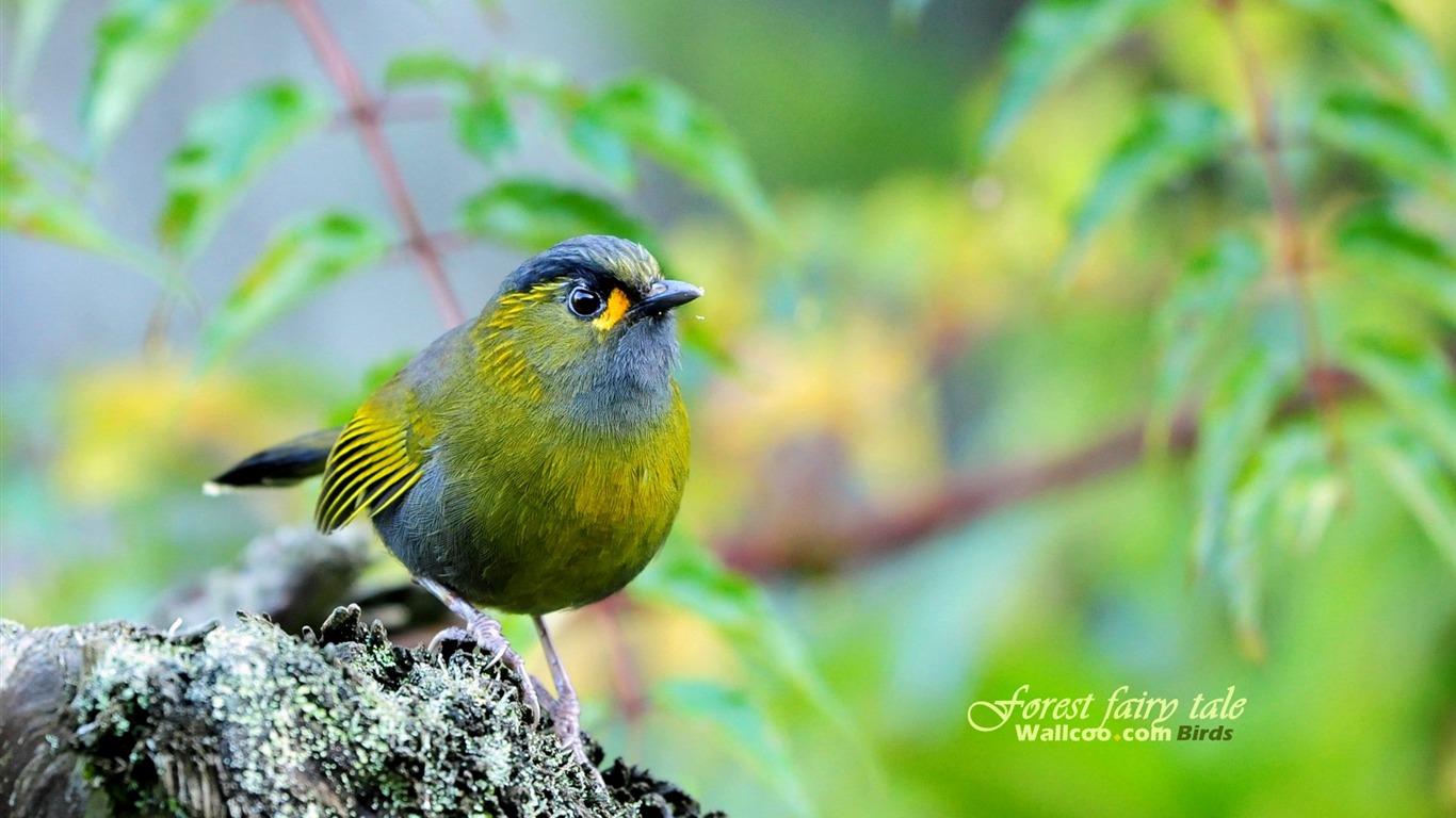 Lovely spring bird wallpaper #22 - 1366x768