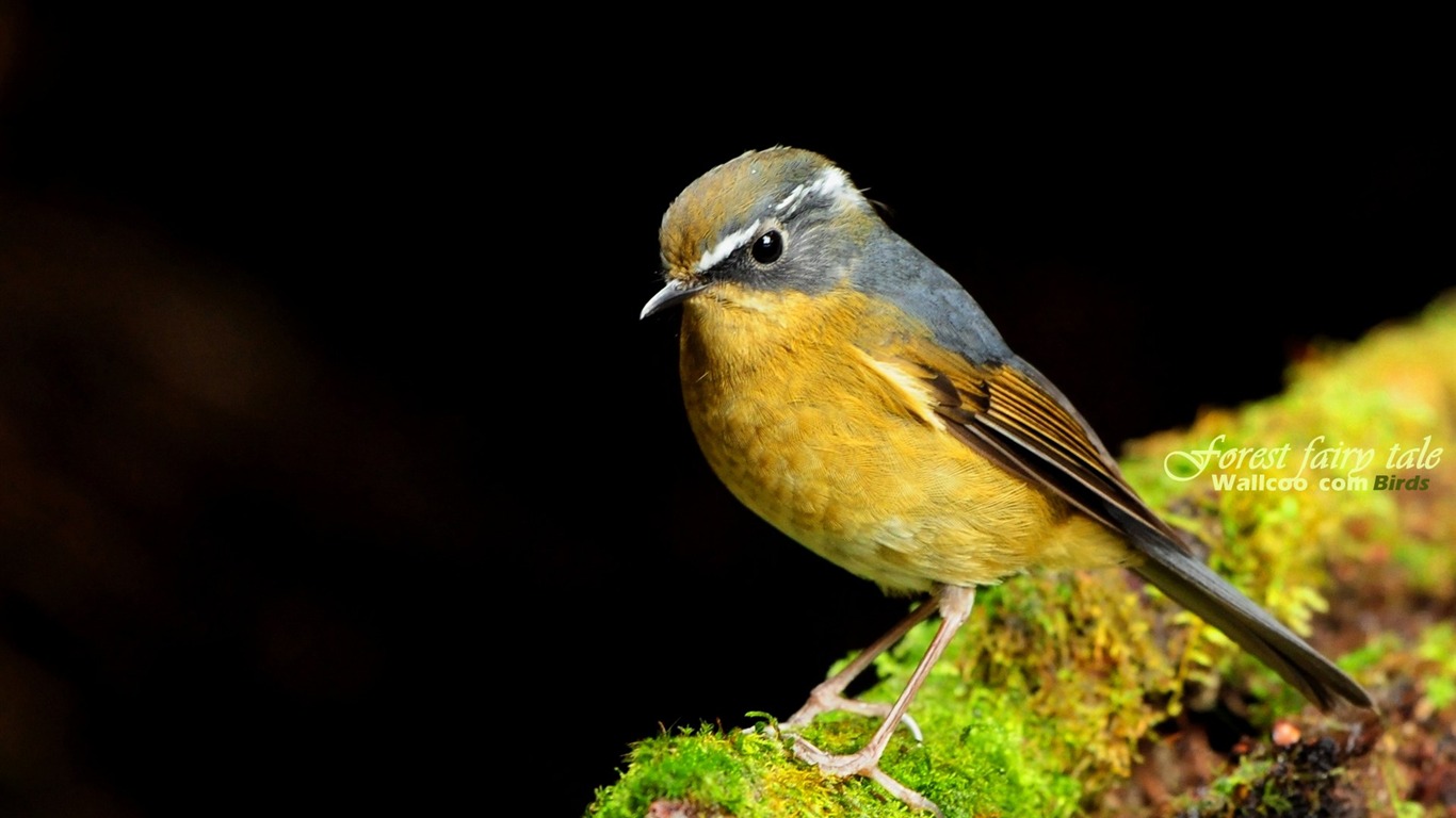 素敵な春の鳥の壁紙 #23 - 1366x768