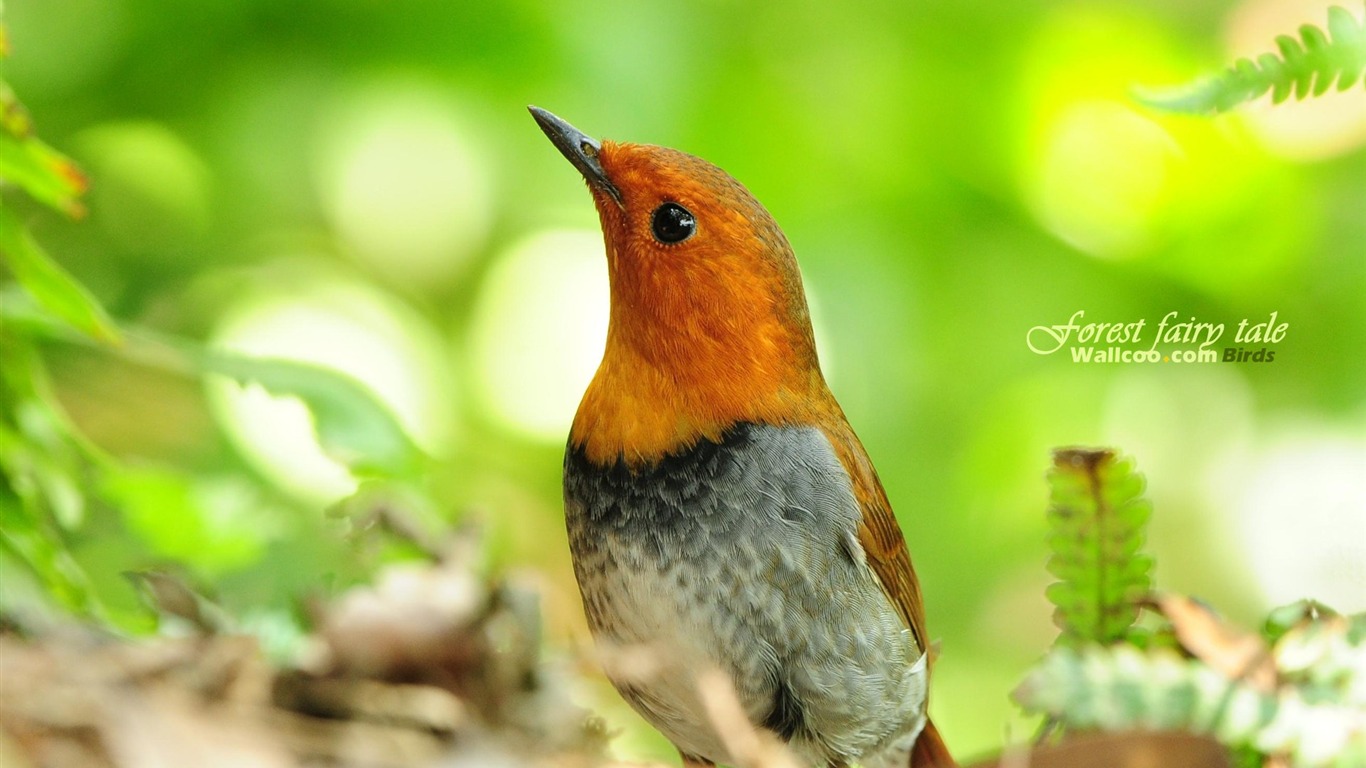 Lovely spring bird wallpaper #27 - 1366x768