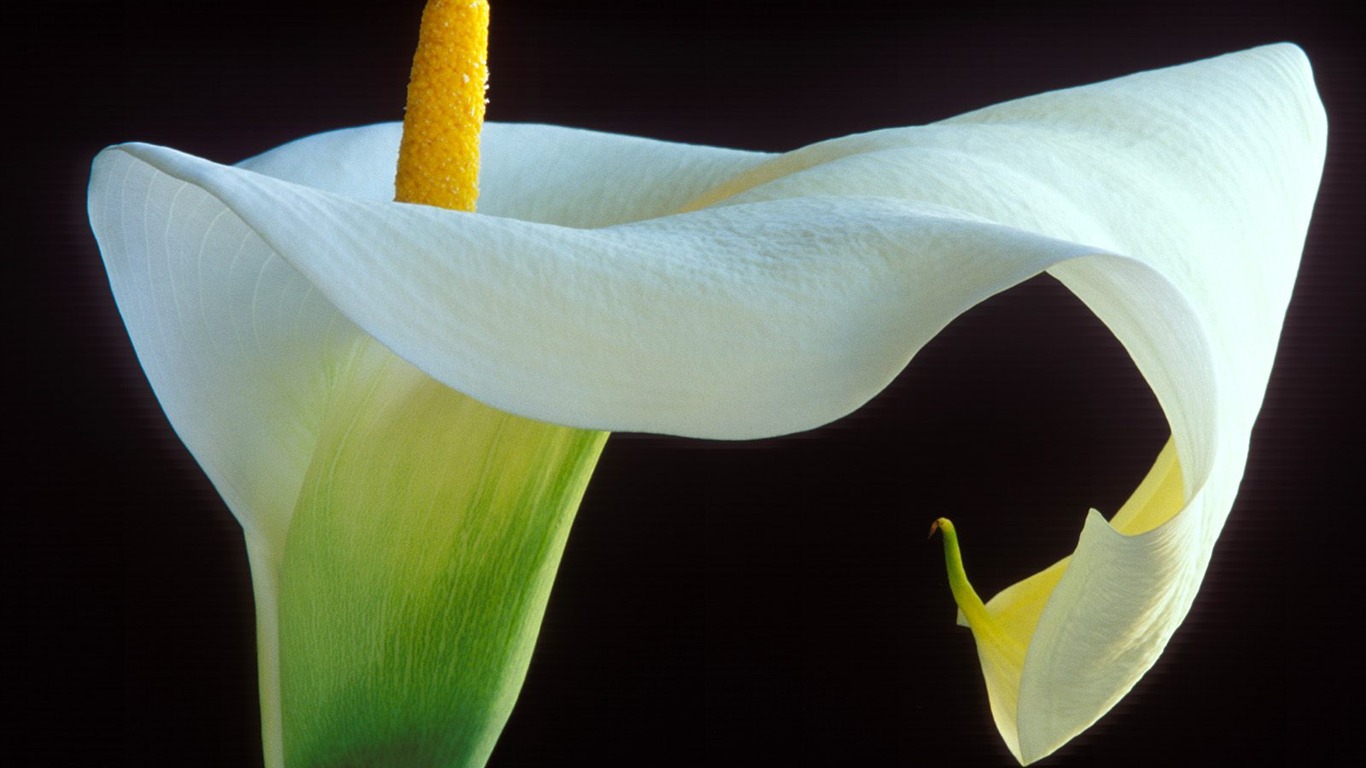 Flowers close-up (7) #4 - 1366x768