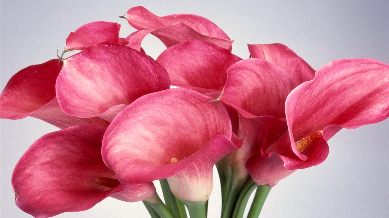 鮮花特寫(七) #5 - 1366x768