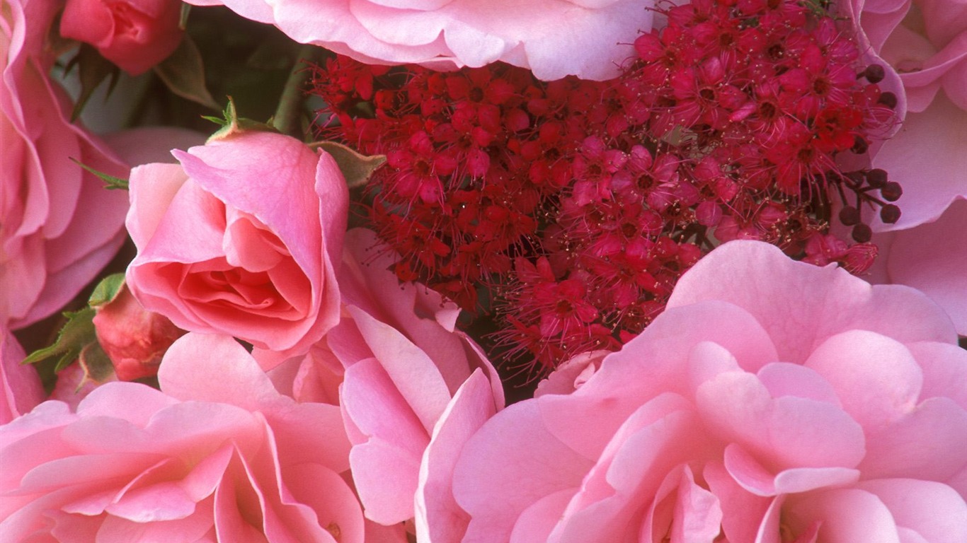 鮮花特寫(七) #6 - 1366x768