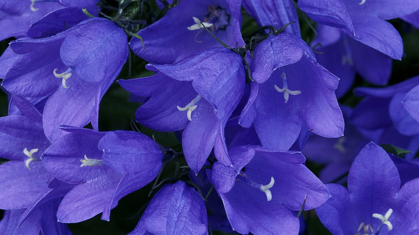 鲜花特写(七)7 - 1366x768