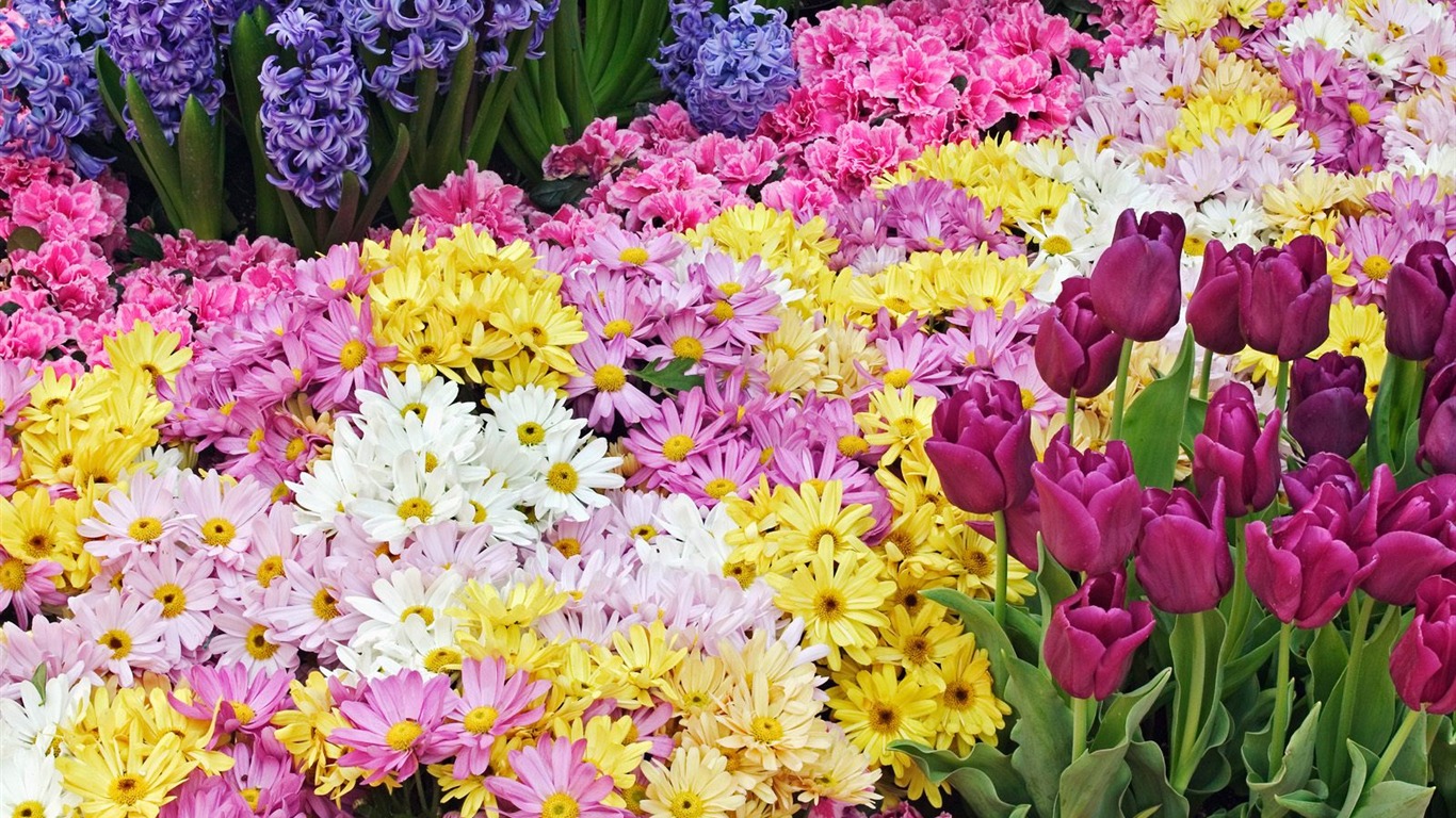 鮮花特寫(七) #14 - 1366x768