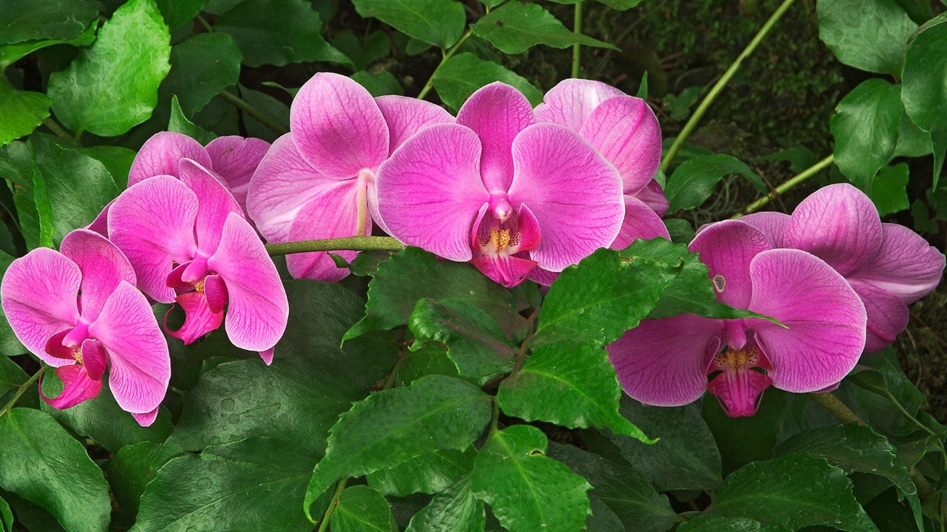 鮮花特寫(七) #15 - 1366x768