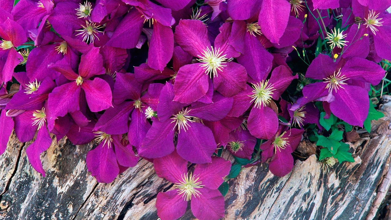 Flowers close-up (7) #17 - 1366x768