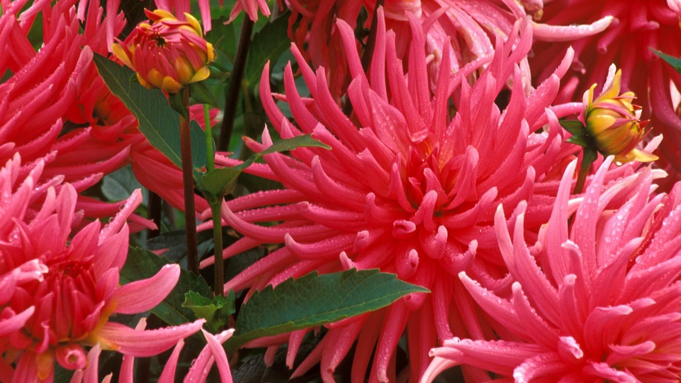 鮮花特寫(七) #19 - 1366x768