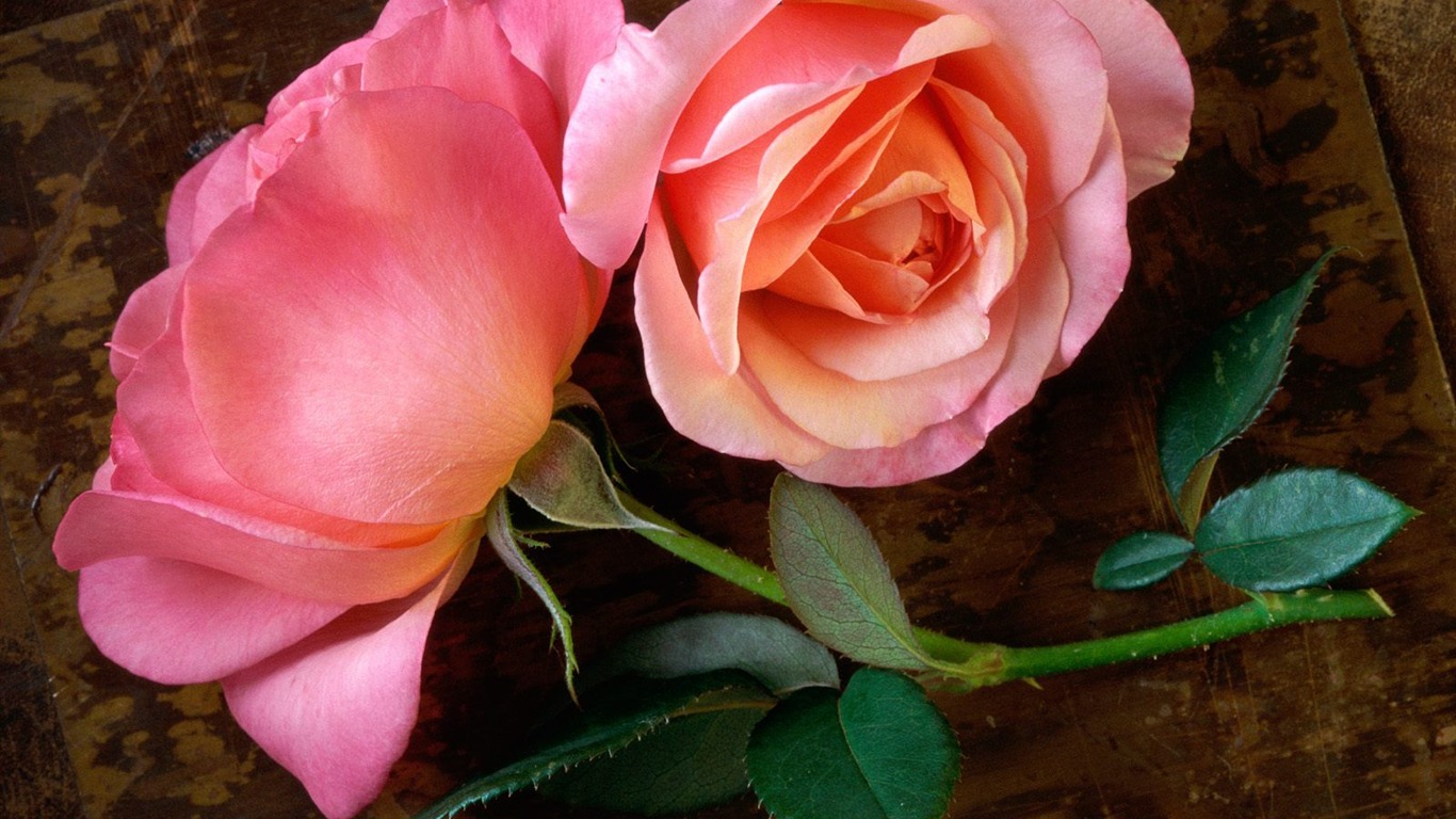 鮮花特寫(七) #20 - 1366x768