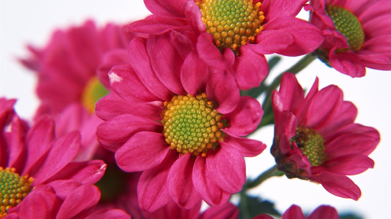 Flowers close-up (8) #13 - 1366x768