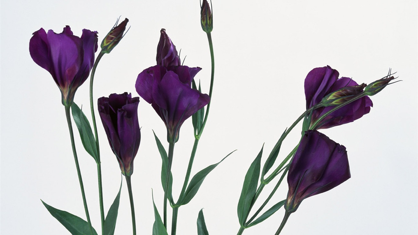 鮮花特寫(八) #15 - 1366x768