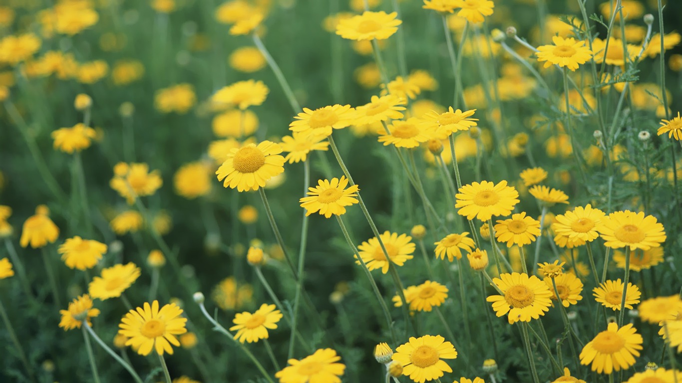 Beautiful natural scenery wallpapers (3) #18 - 1366x768