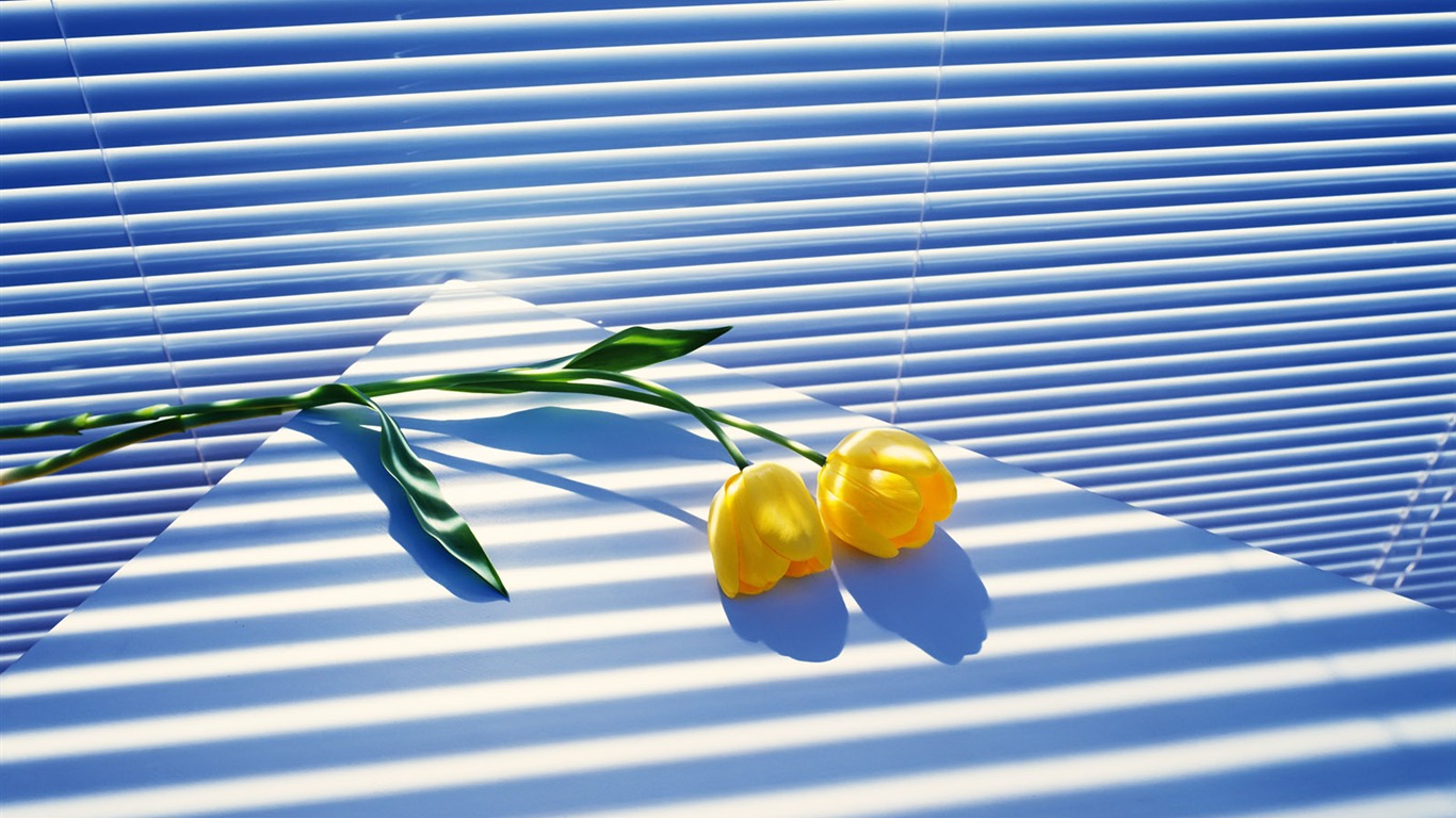 Vnitřní Still Life Wallpaper Album (1) #5 - 1366x768