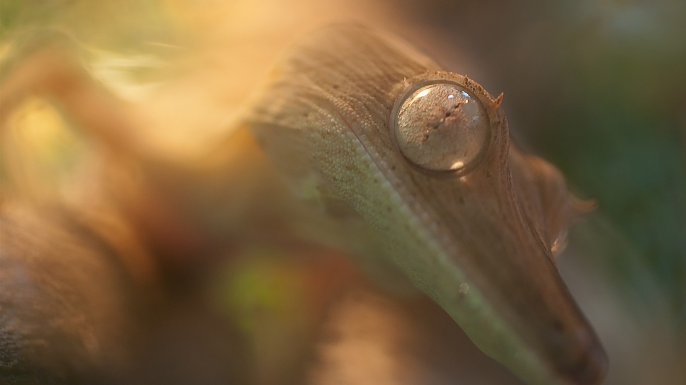 National Geographic Tapety zvířat články (3) #5 - 1366x768