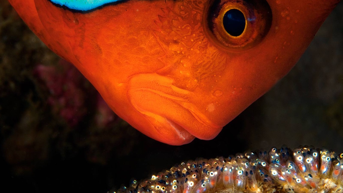 世界地理動物篇壁紙(三) #6 - 1366x768
