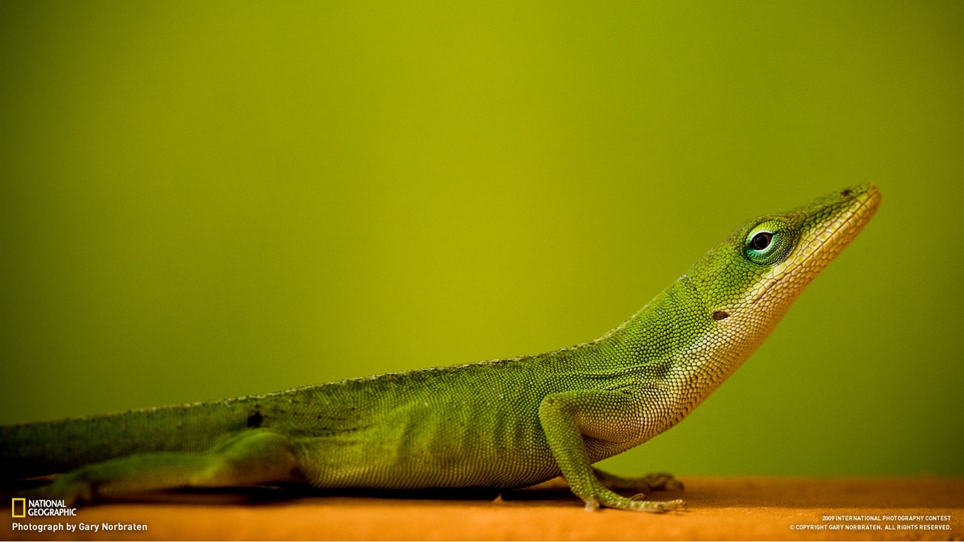 世界地理動物篇壁紙(三) #7 - 1366x768