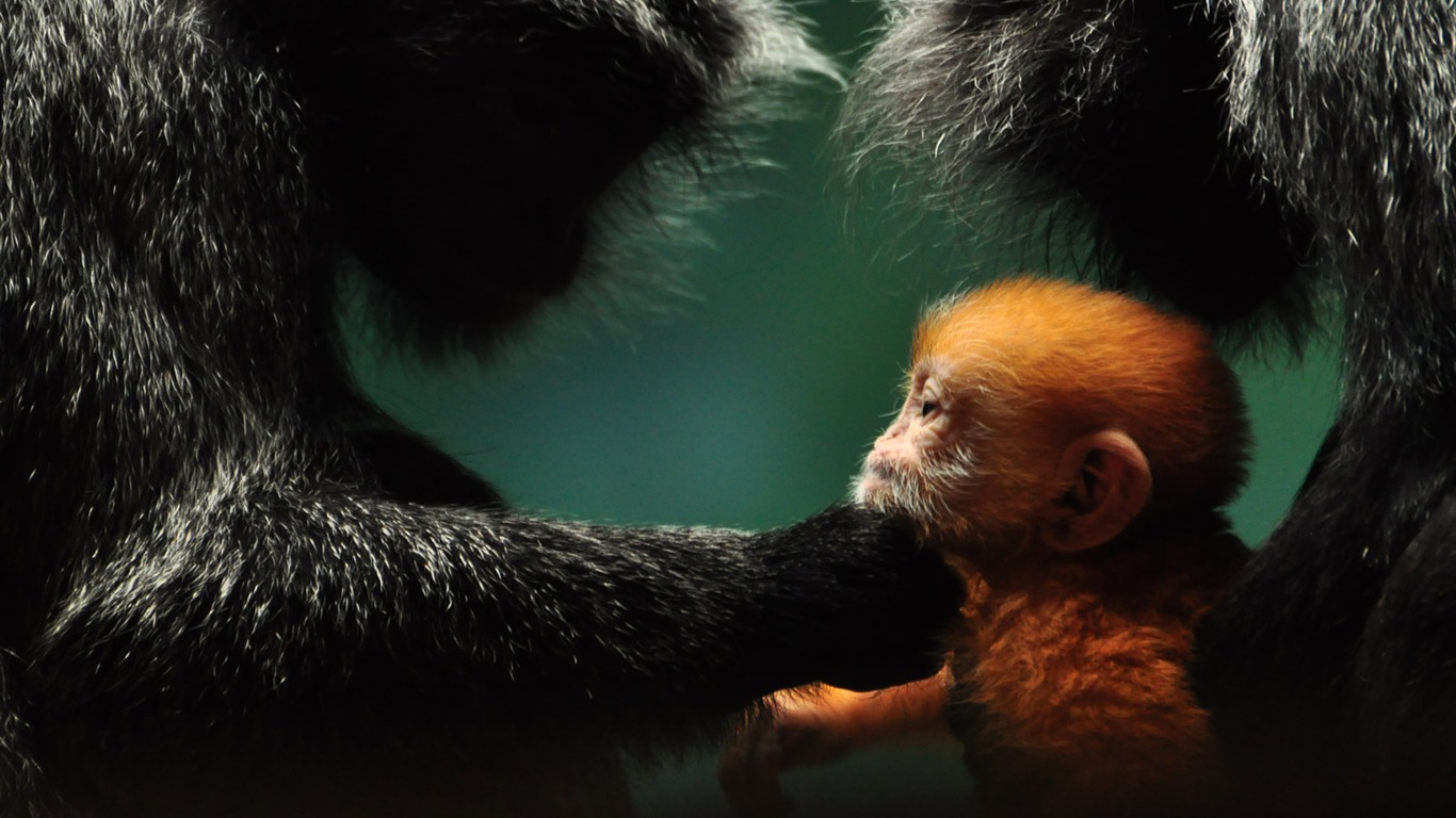 世界地理動物篇壁紙(三) #12 - 1366x768