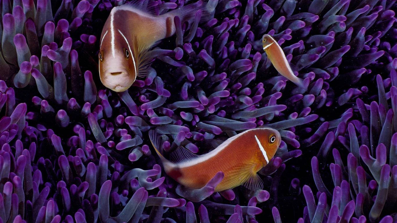 世界地理動物篇壁紙(三) #17 - 1366x768
