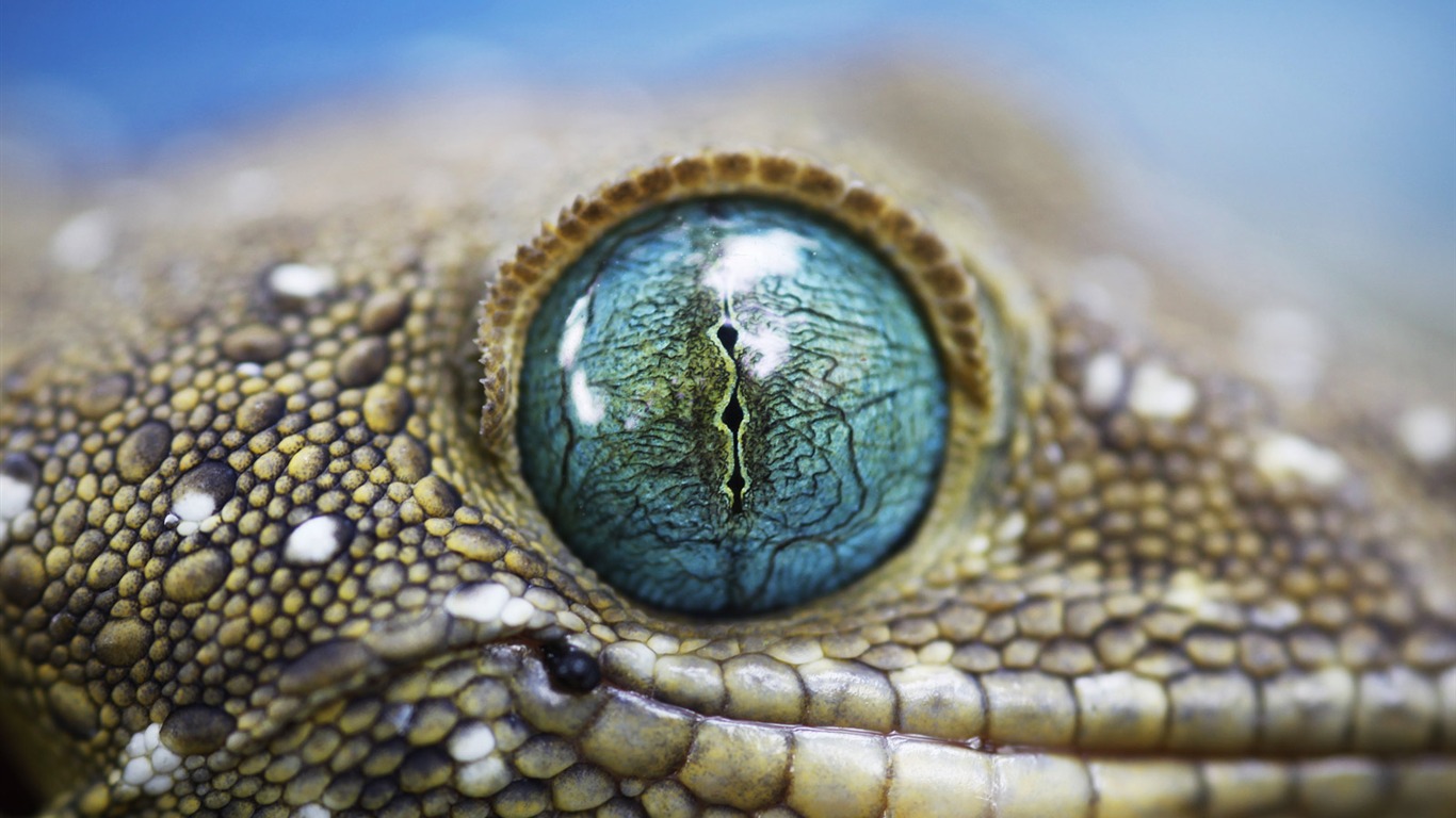世界地理動物篇壁紙(三) #19 - 1366x768