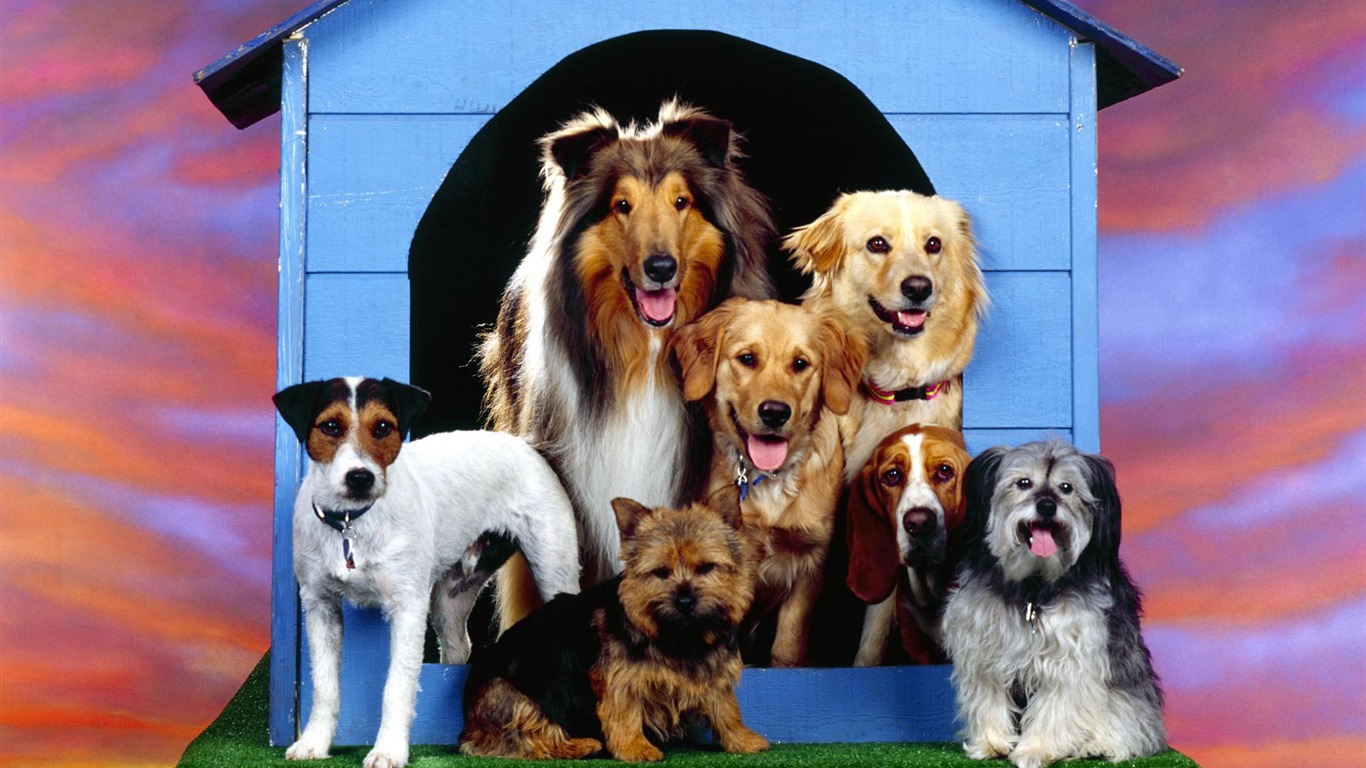 Puppy Foto HD Tapety na plochu (1) #8 - 1366x768