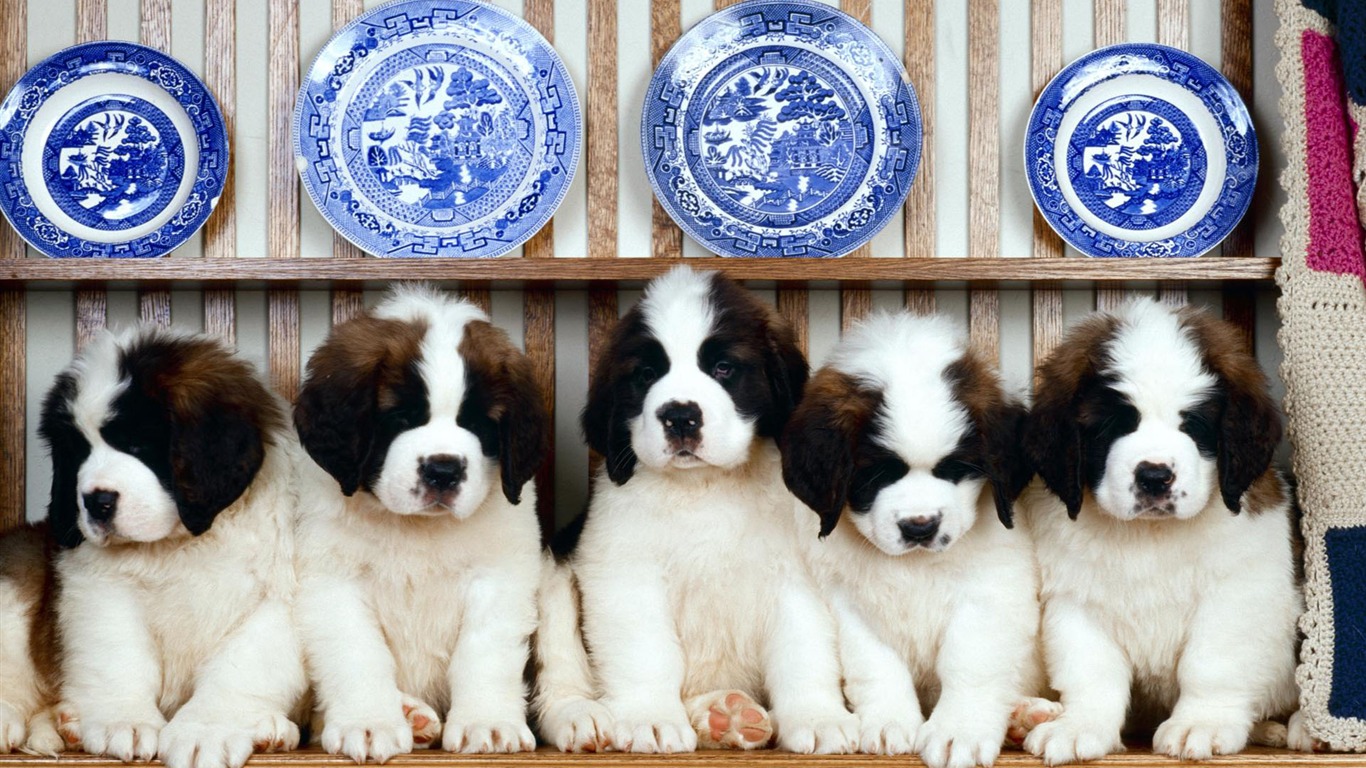 Puppy Foto HD Tapety na plochu (1) #14 - 1366x768