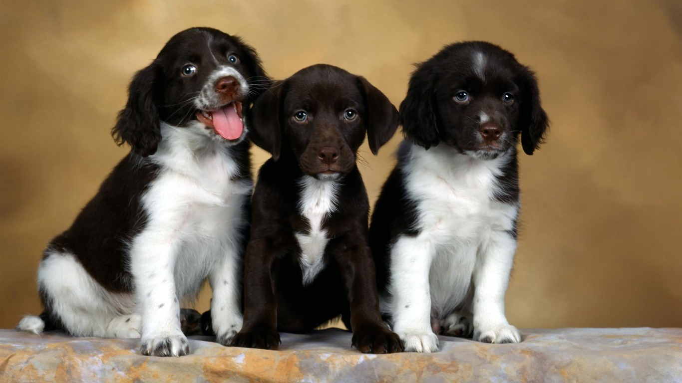 Puppy Photo fonds d'écran HD (1) #15 - 1366x768