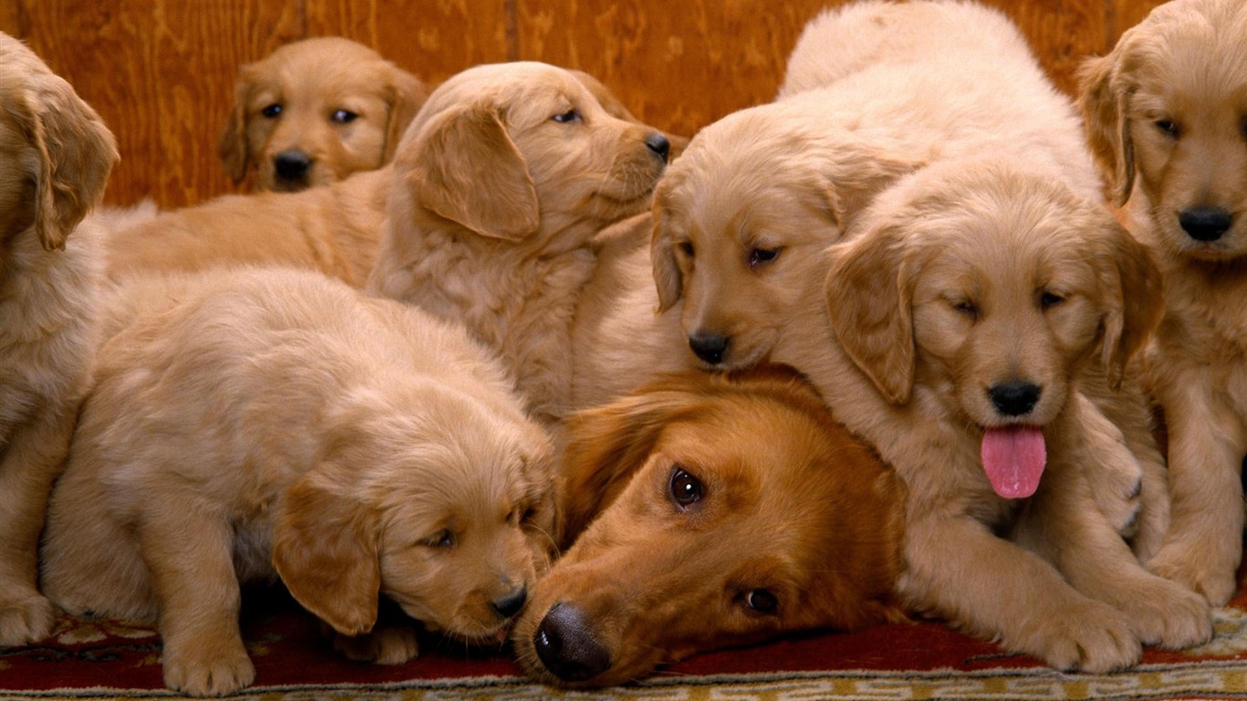 Puppy Foto HD Tapety na plochu (1) #18 - 1366x768