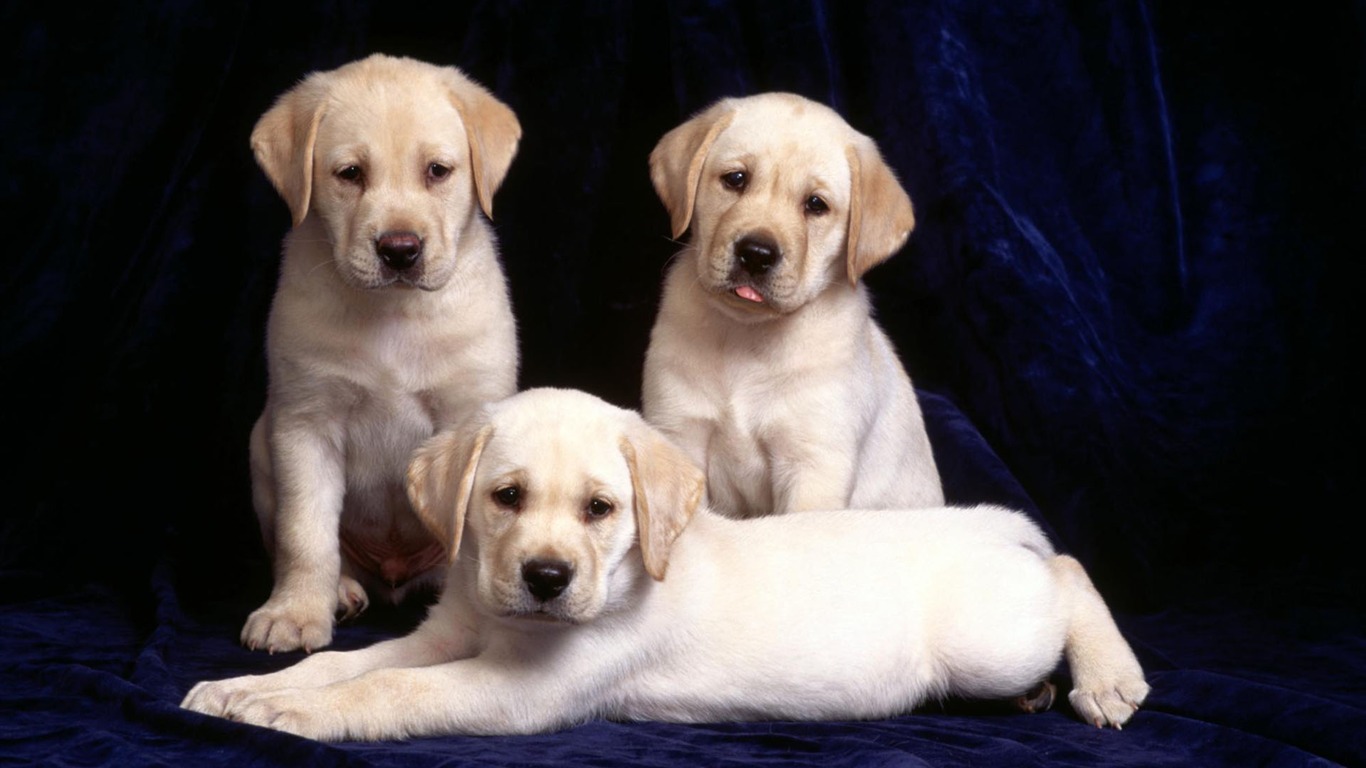 Cachorro de fotos HD fondos de pantalla (1) #20 - 1366x768