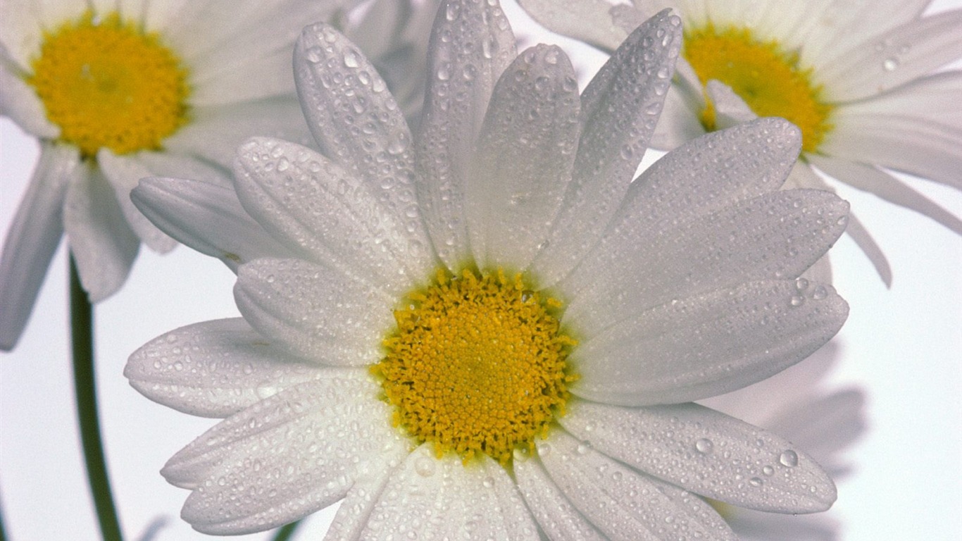 鲜花特写(九)5 - 1366x768