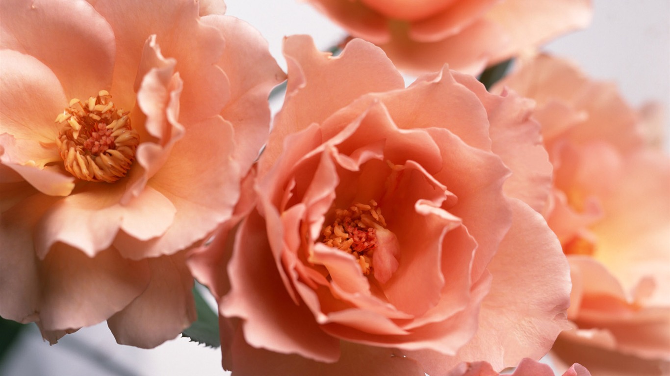 Flowers close-up (10) #4 - 1366x768