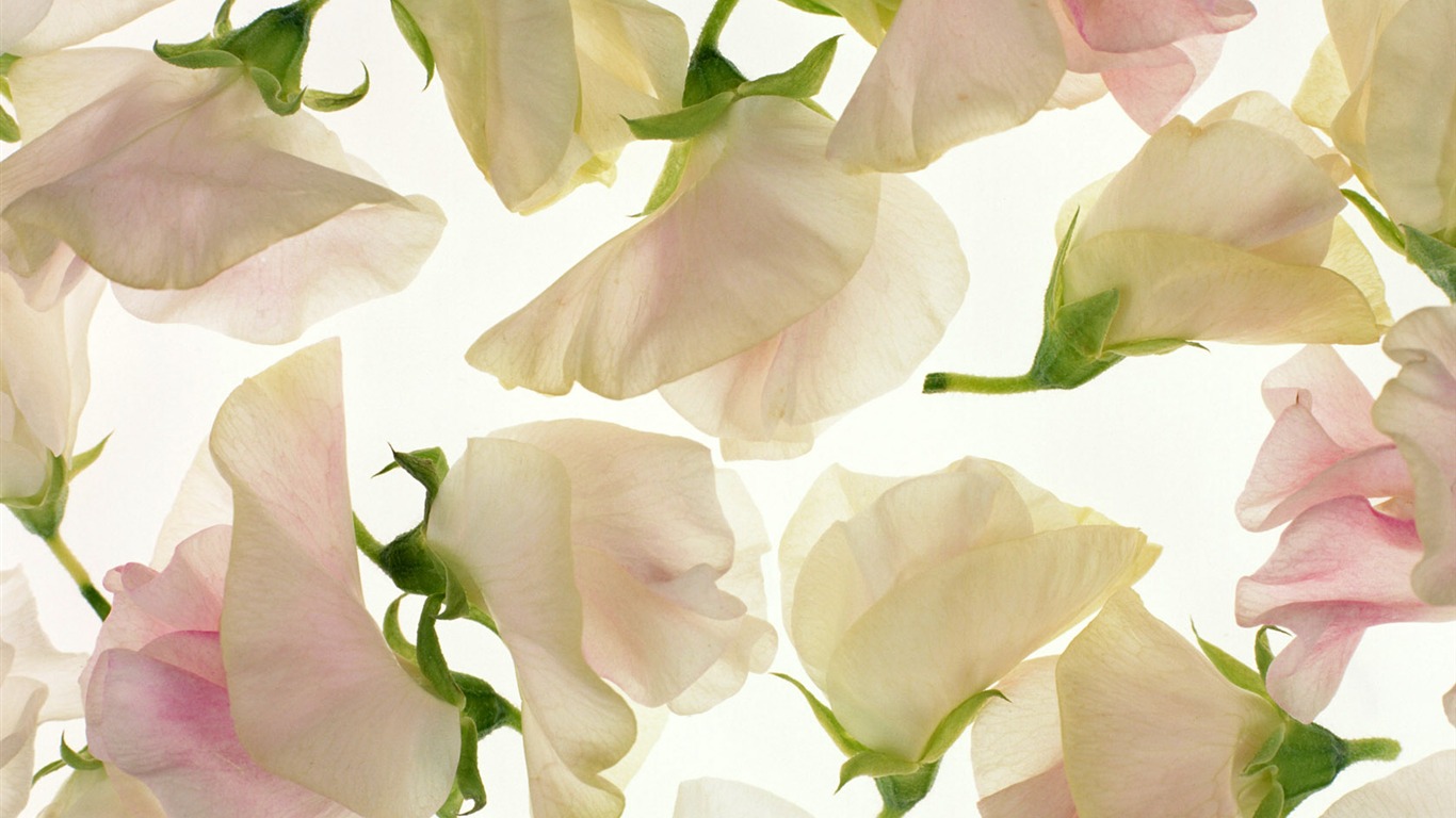 鮮花特寫(十) #6 - 1366x768