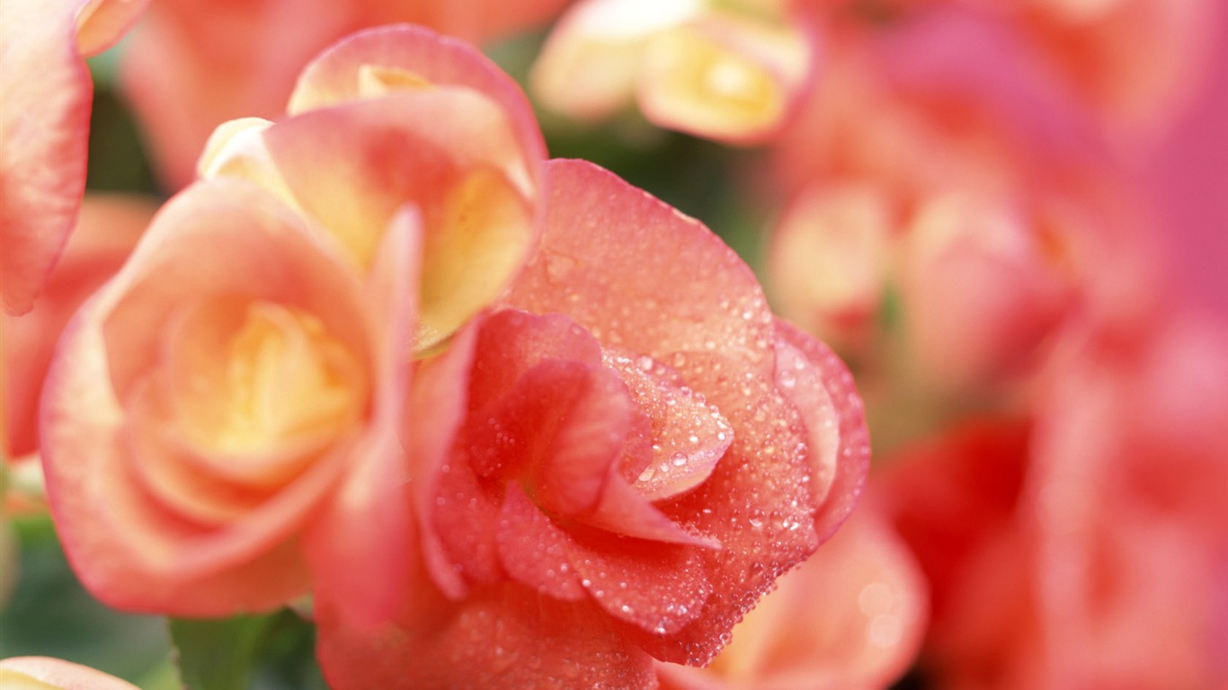 鮮花特寫(十) #13 - 1366x768