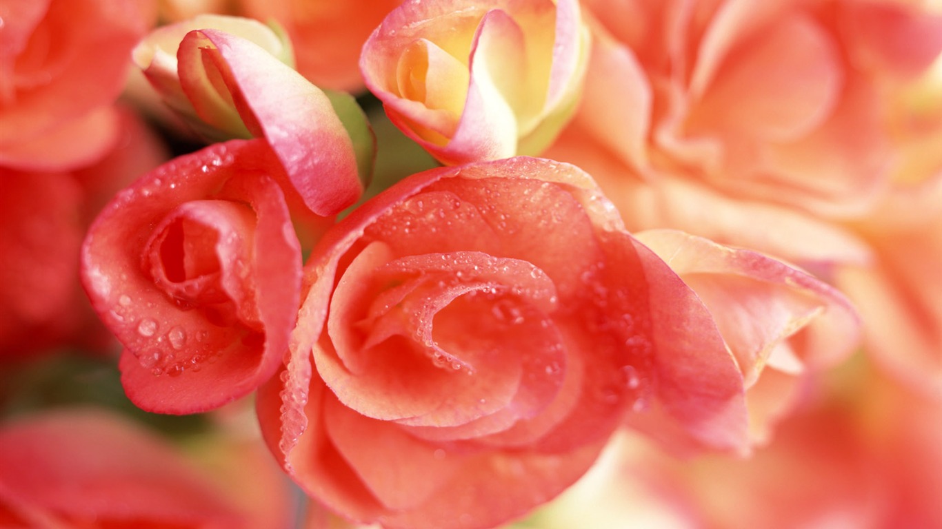 鮮花特寫(十) #14 - 1366x768