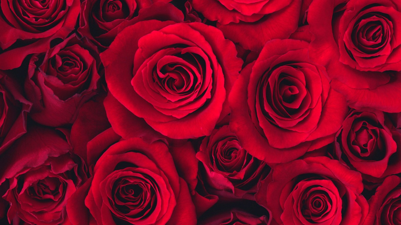 鮮花特寫(十) #15 - 1366x768