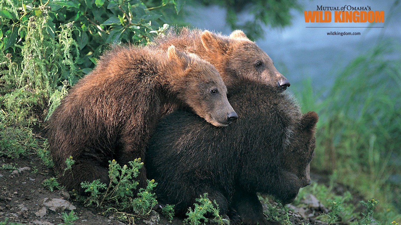 Wild Kingdom 動物壁紙 #3 - 1366x768