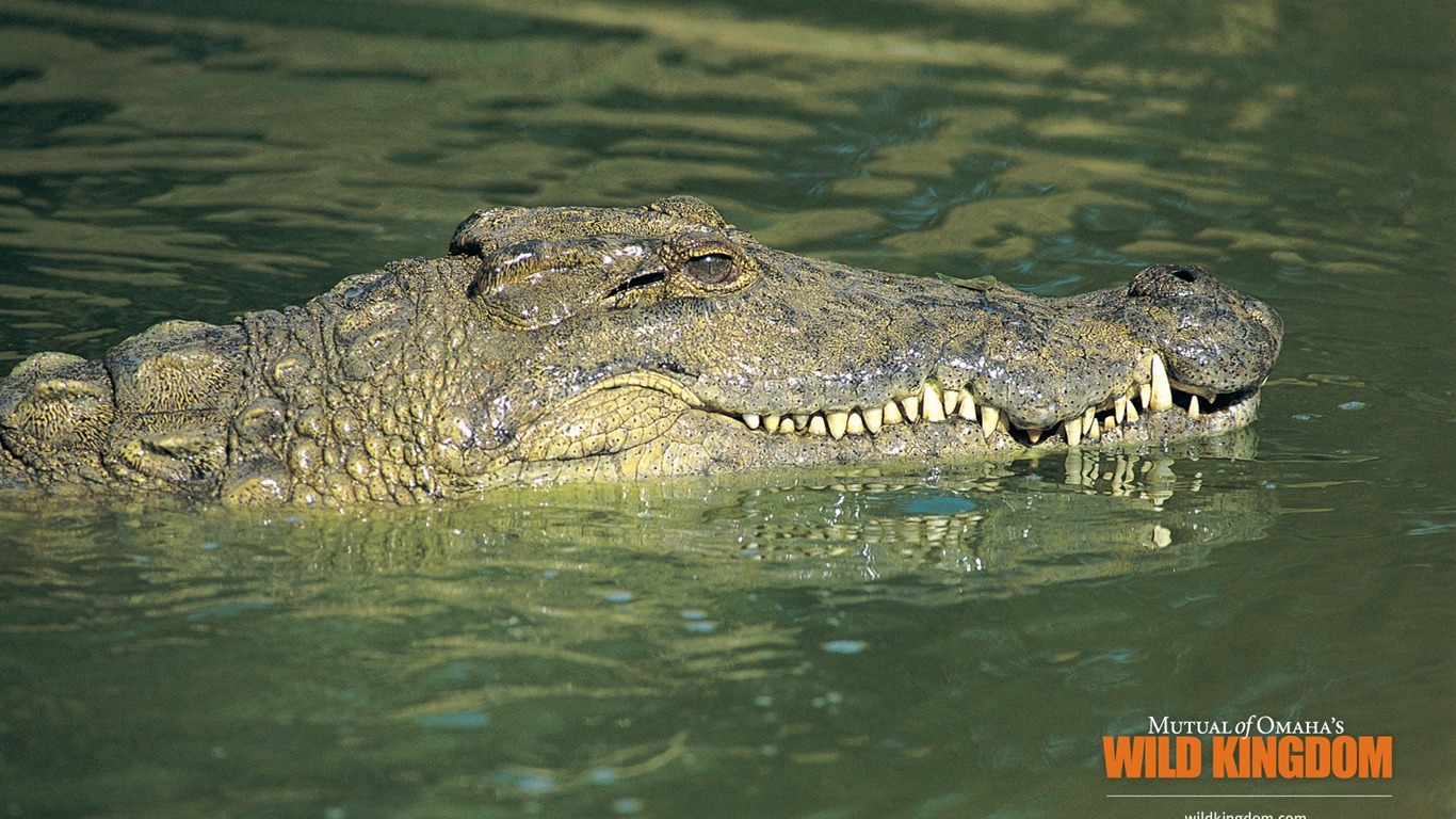 Fonds d'écran Wild Animal Kingdom #5 - 1366x768