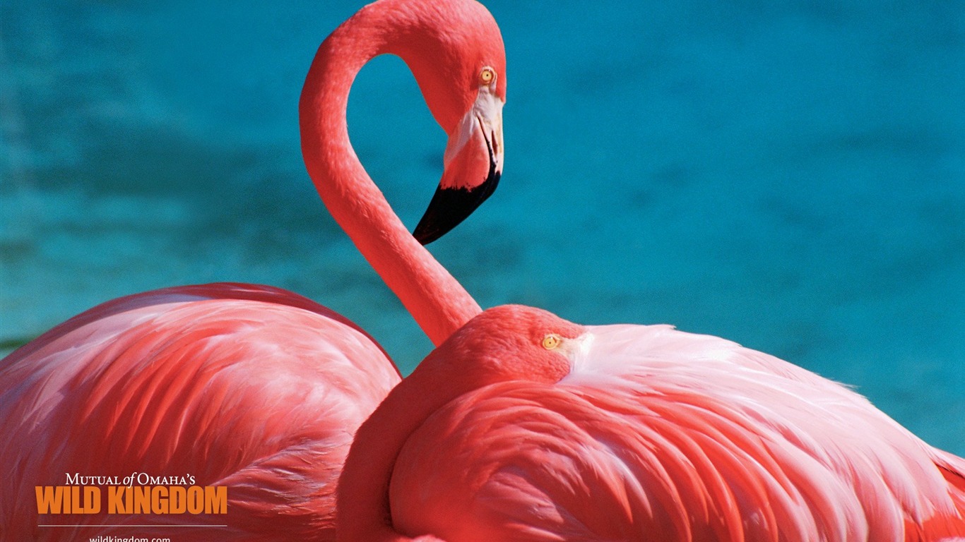Wild Kingdom 動物壁紙 #6 - 1366x768