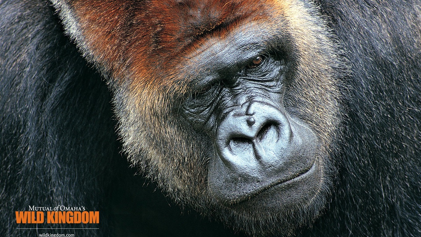 Wild Kingdom 動物壁紙 #7 - 1366x768