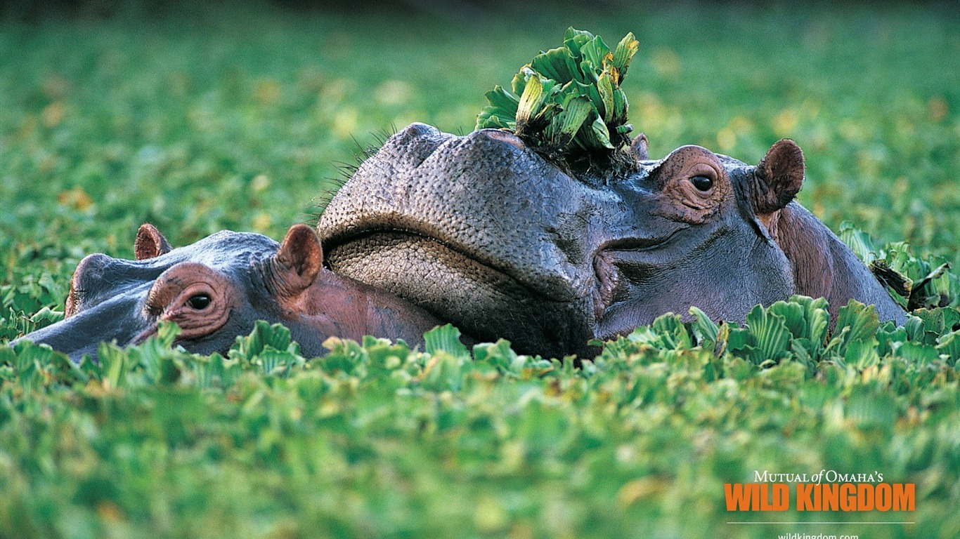 Wild Kingdom 動物壁紙 #8 - 1366x768