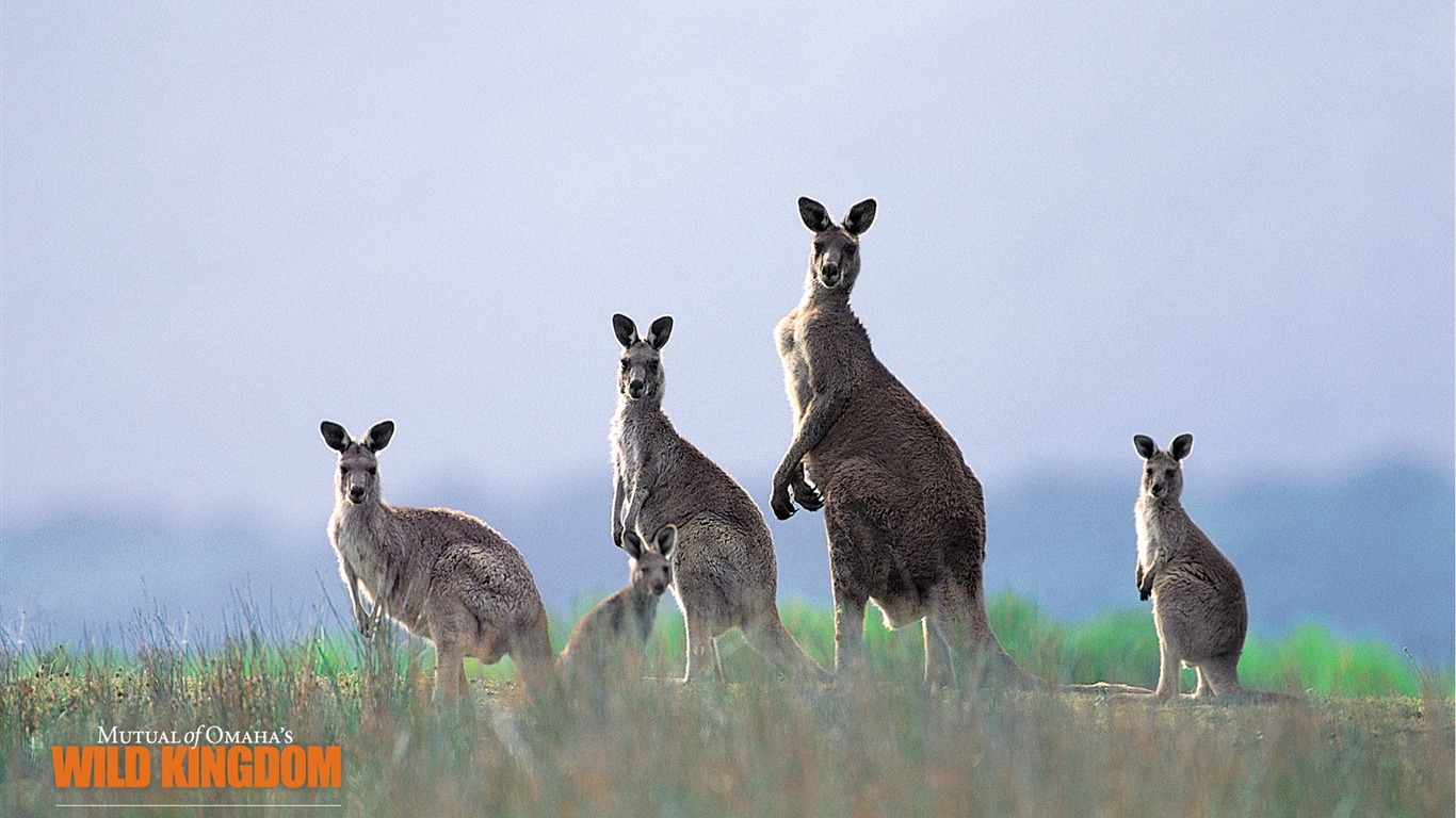 Wild Kingdom 動物壁紙 #9 - 1366x768