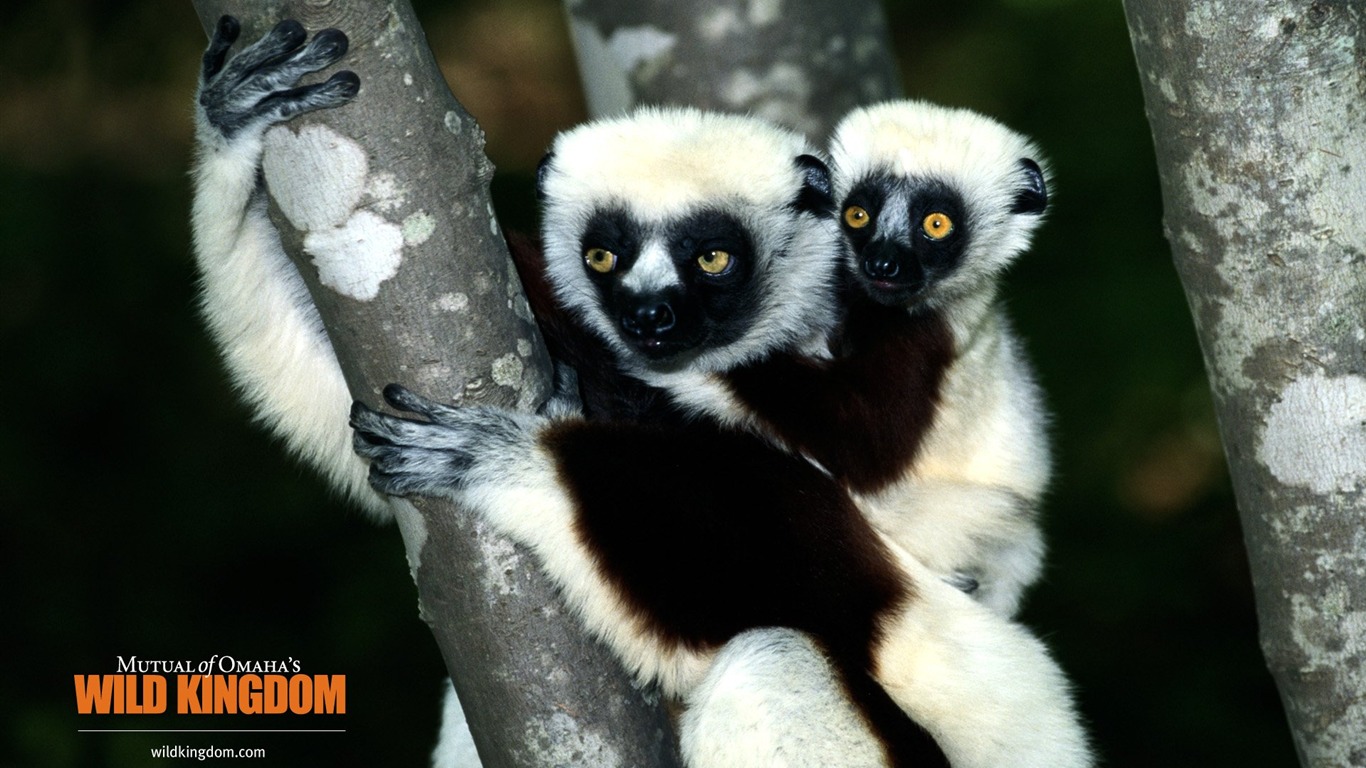 Wild Kingdom 動物壁紙 #10 - 1366x768