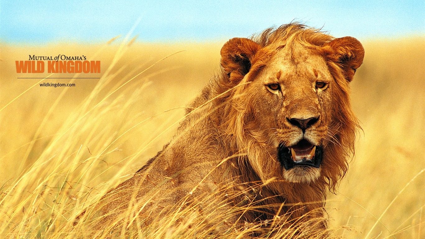 Wild Kingdom Animal Wallpapers #11 - 1366x768